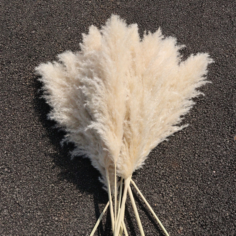Yunnan Primary Color Big Reed Dried Flowers creamy-white Big Reed Wedding Decoration Soft Dress Shooting Props Natural Dried Flowers