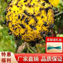 �Tω����ٴ�ω�Tճ��Ϲ���ω�T�������@ճ�x���ωᘷ����T��