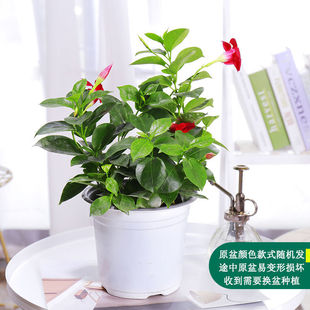 �h���ٶ༾�_������ֲ��tɫ�pϲ�ٻ����̨�҃��ļ���������