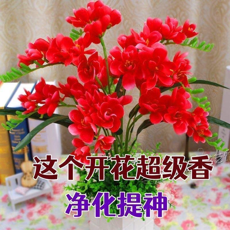 Tuberose Bulbs Double-Petaled Indoor and Outdoor Potted Plants Blooming in All Seasons Courtyard Gardenia Tsaun Perfume Plant Grass Florals Tuberose Bulbs Double-Petaled Indoor and Outdoor Potted Plants Blooming in All Seasons Courtyard Gardenia Tsaun Perfume Plant Grass Florals