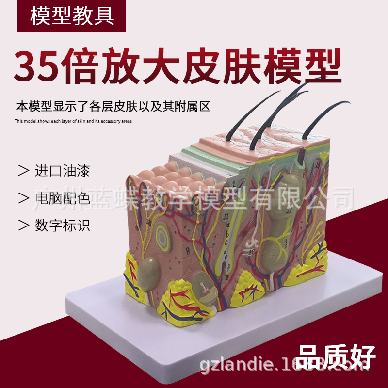 35���Ŵ�Ƥ��ģ�� Ƥ���ṹ�Ŵ�ģ����֯������幹��΢ҽѧ����