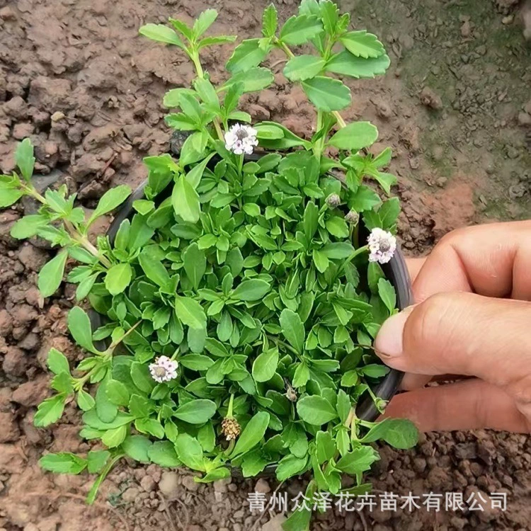 Двухцветная раковина в горшке из абрикошета зеленый горшок для питательной чаши Квадратный проект озеленения. Хорошая морозостойкая установка