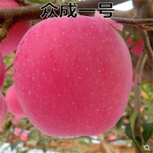 �O�����籊���ϱ����Nֲ���Ե��Լt��ʿ�������O���簫������Y��