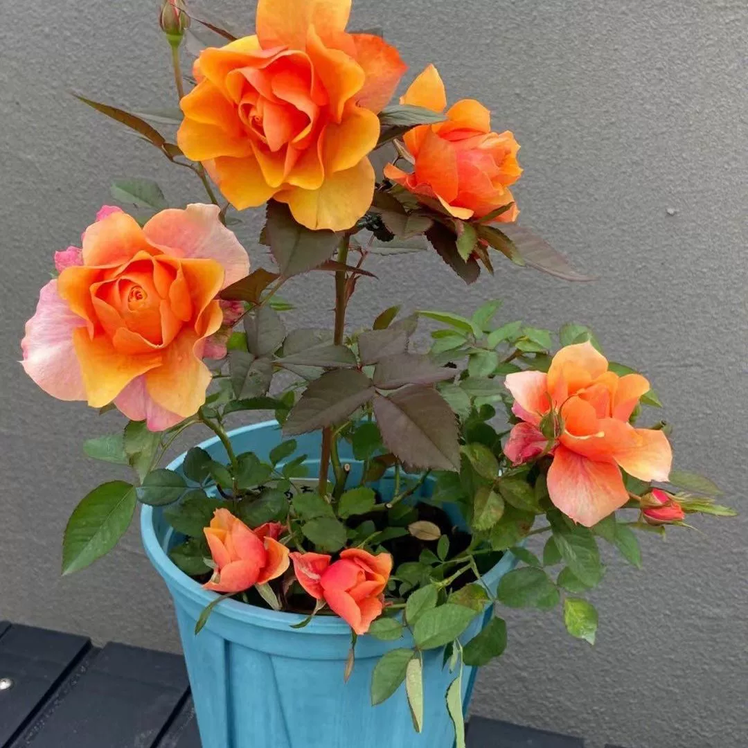 Кустарник женское сердце роза цветок рассада в горшке четыре сезона цветение роза большой цветок аромат двор балкон оранжевый цвет изменение Роза красный
