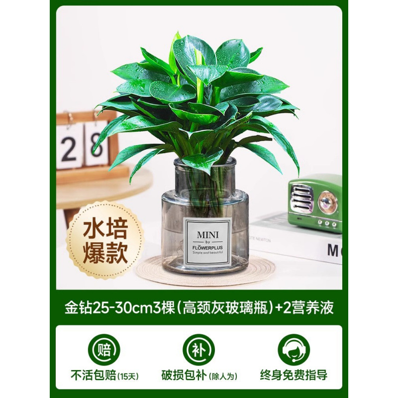 [두인 핫모델] 골든다이아몬드 3개(하이넥 그레이 유리병) + 크리스탈 머드 + 영양액 2개 [당일배송]