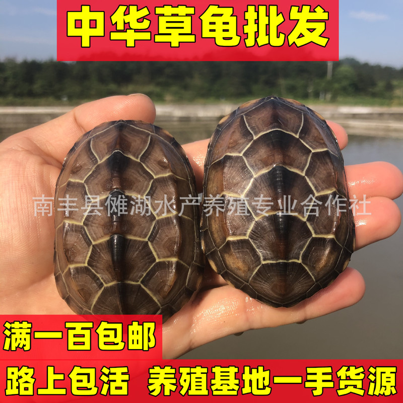 Turtle Wholesale Chinese Tortoise, Gold Thread Tortoise, Live Vitality, Large and Small Turtle Seedlings, Live Pet Turtles, Longevity Turtles, Ink Turtles