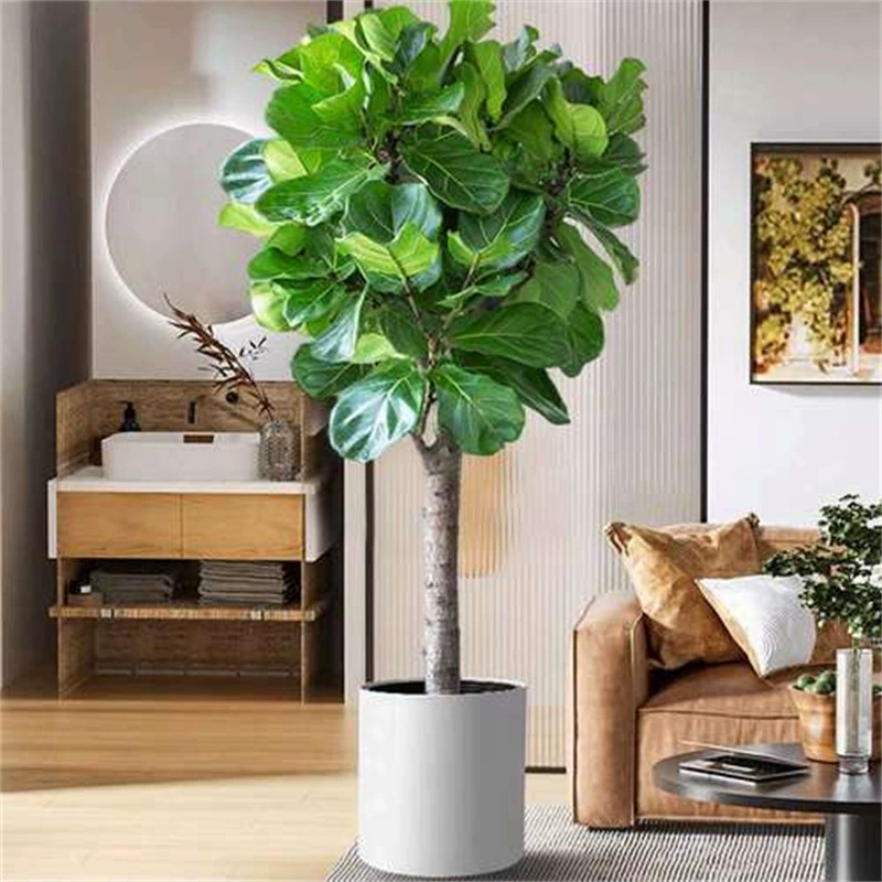 Фикус с листьями-скрипкой в горшке, комнатное растение с большими листьями для гостиной и офиса, простое в уходе, скандинавский цветок, который всасывает формальдегид в любое время года.
