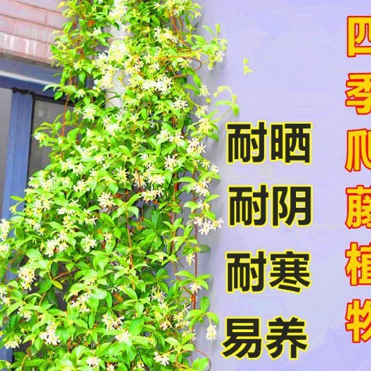 Жасмин Внутреннее альпинистское растение в горшке Гостиная Большое зеленое растение Африканский Жасмин Белый Жасмин Ветряная мельница Жасмин Голова тигра Жасмин