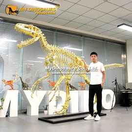 龙晨时代大型仿真镀金犹他盗龙恐龙骨架 办公室商场展厅装饰摆件