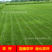 草坪草籽供应批发四川成都混播草皮卷混播草籽混播草种公园草坪