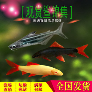 �ʺ����~�tβ����С���^�p����ˮ�~�^�p�~�Ꭷ�~