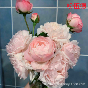 Four-Season Shrub Rose Extra-Large Flower Fragrant Pink Wood Garden Flower Plant Potted Rose Rose Seedlings