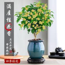 �ļ��𻨘��������_�������������҃��̨���㻨��ֲ�ﾰ����մ�