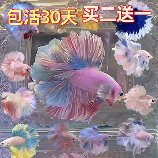 Thai Betta Fairy Model Half-Moon Pure White Super Beautiful Female Fish Internet Celebrity Pet Freshwater Small Tropical Easy-To-Care Ornamental Fish