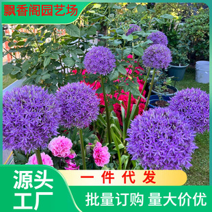 Dropshipping Large Green Onion Bulbs Imported from the Netherlands, Cold-Resistant Flower Potted Plants, Courtyard Ground Green Onion Flower Bulbs