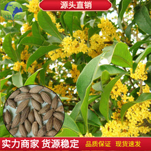 新采桂花种子四季桂金桂沉香八月桂花树种子桂花种籽四季种花种子