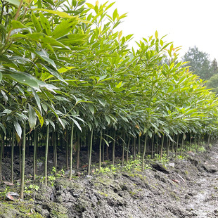 Sichuan Ya'An Origin Wholesale Golden Nanmu Saplings Economical Reforestation Seedlings Small Leaf Zhennan Seedlings Courtyard Green Plants