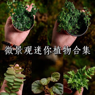 ��������βާ���һ�޵���F��ާ����̦�\���B΢���^��������ֱֲ�N