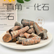 ֱ��ʯ��ʯ���ռ͹ź������ﻯʯԭʯͷ�㶯����ս�ѧ�걾����