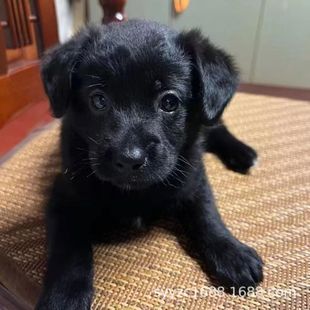 ���A��@ȮС�S�����w����ɐ�С�׹�С�ڹ�С������Ȯ���˼��B��