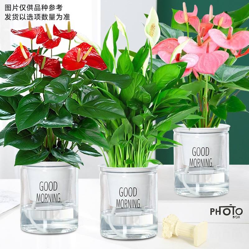 붉은 야자 + 흰 야자 + 핑크 야자 (좋은 아침 분지) + 영양액