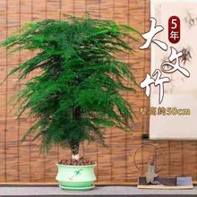 大文竹盆栽植物室内大型盆景吸除甲醛四季常青绿植花卉好养种易活