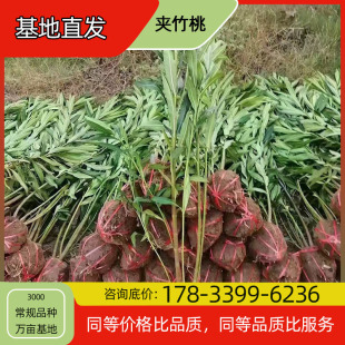 Clivia Seedling Potted Base Planting, Four-Season Flowering, Courtyard Planting, Green Plant Project, Greening Seedlings, Easy to Breed