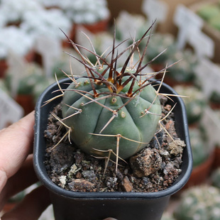 ��������������ϡ�Џ������^������������ƶ���ͥԺ�̨С����