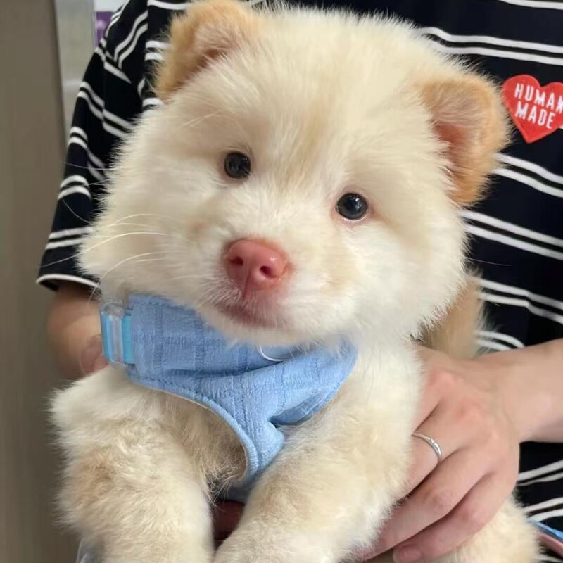 Guangxi White Clay Pine Field Dog Puppies Live Dog Companion Dog ​​White Clay Pine Dog Loyal Owner Puppy Pet Dog