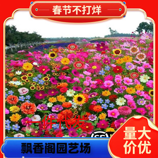 һ�����lҰ���M�ϷN���ļ��_��ͥԺ�̨��˹��·߅�G���׻���߲�