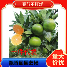 ���¼t���˸�����o���ָ̳����紺Ҋ���θ���ɰ���������۽ۘ���