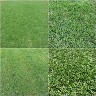 Large Leaf Oil Grass Football Field Grass Green Grass Hawaii Grass Taiwan Grass Zhongshan Base Wholesale