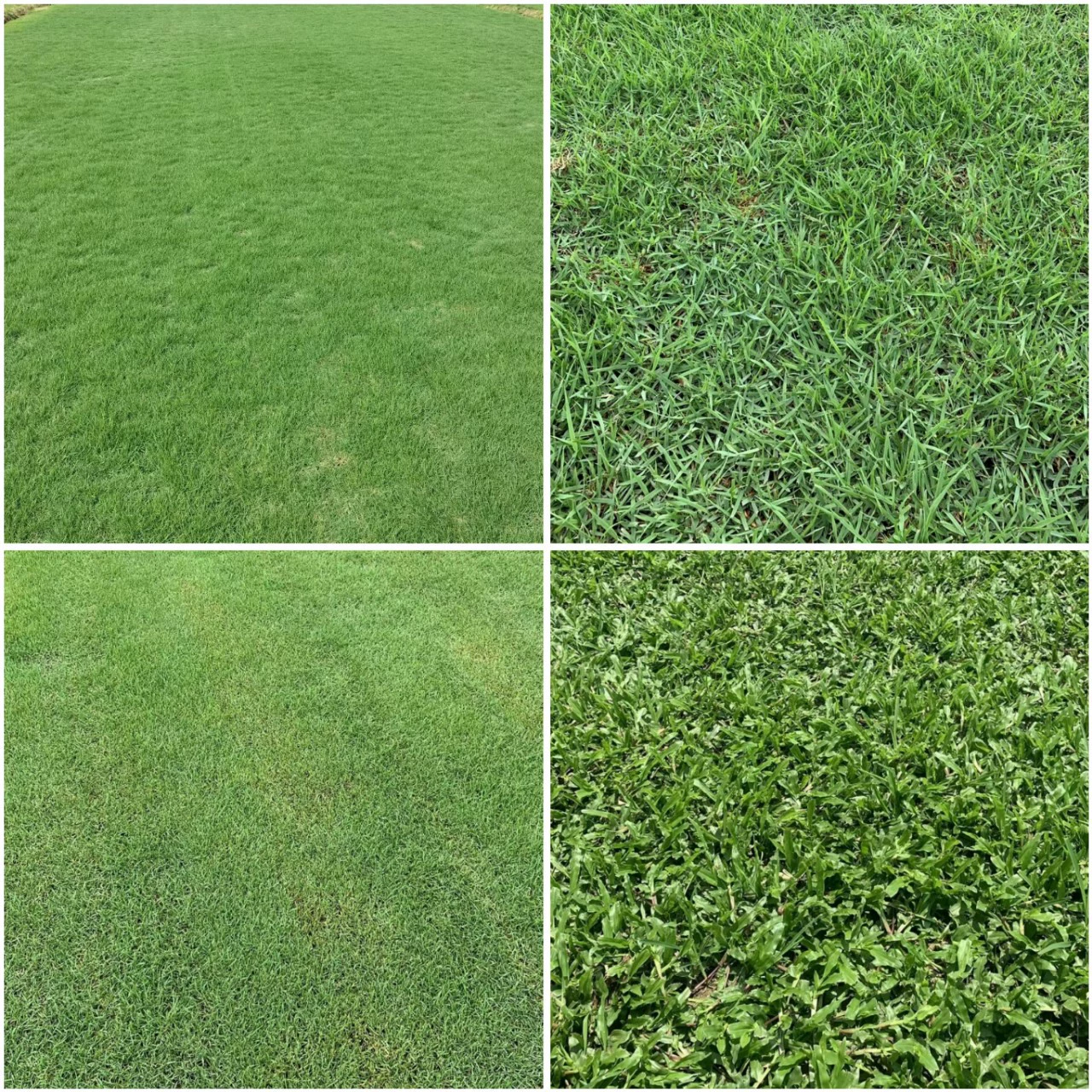 Большие Листовое Масло Трава Футбольное Поле Трава Плод Риджа Трава Гавайская Трава Тайвань Трава