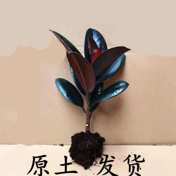 Black king kong 10 - 15cm [single unit] + free fertilizer