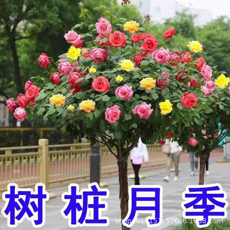 Одноразовые розовые розетки в больших цветочных горшках, высокие розовые розетки в форме дерева для многоцветного леденца на дереве.