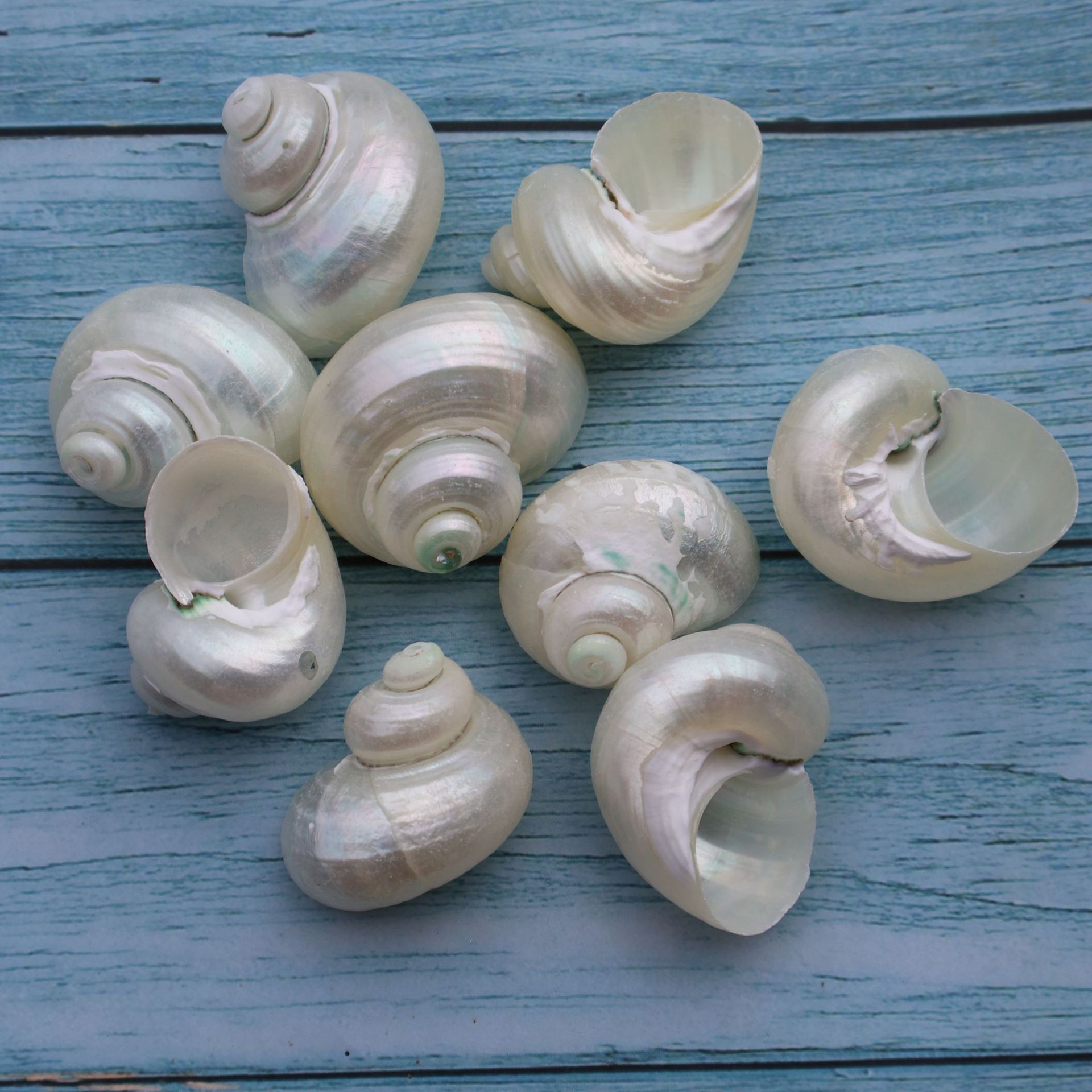 蜗牛螺天然海螺贝壳寄居蟹壳漂流瓶材料家居装饰摆件去皮小蝾螺