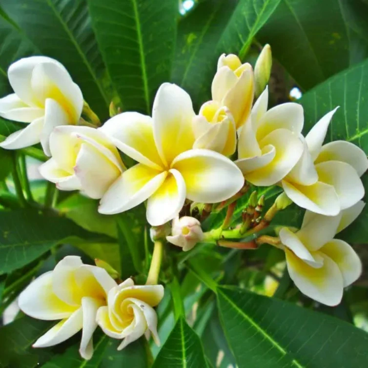 Саженцы плюмерии в горшках красного, желтого и разноцветного цвета, не требующие особого ухода, драгоценные зеленые растения, цветущий пакетик, гарантированное выживание, бесплатная доставка.