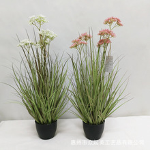 �羳���W�����ֲ����58cmС���[����پGֲ�Ҿ��bzӰ���ߔ[��