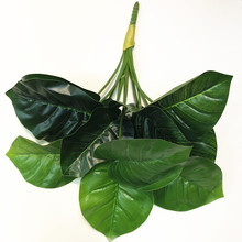 斑马叶万年青 斑马叶万年青品牌 图片 价格 斑马叶万年青批发 阿里巴巴 斑马叶万年青 斑马叶万年青品牌 图片 价格 斑马叶万年青批发 阿里巴巴