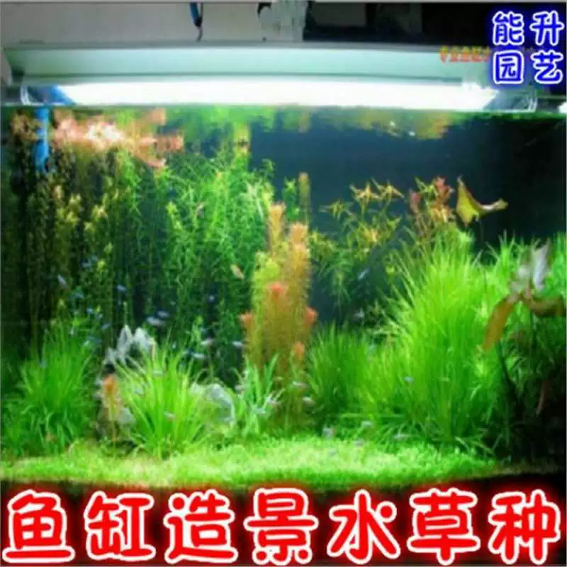 Аквариум, ландшафтный дизайн, семена водных растений, мини-семена перламутра, золотая рыбка, трава, элодея, быстрорастущие семена травы