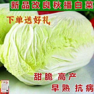 Autumn Sowing Chinese Cabbage Seeds 90 Days Cabbage Balling Cabbage Morning and Evening Mature Farm High-Yielding Disease-Resistant Vegetable Seeds