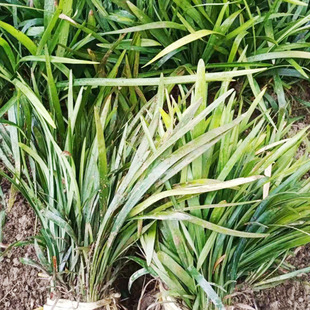 Cold-Season Broad-Leaf Ophiopogon Japonicus Seedlings for Landscaping, Large-Leaf Ophiopogon Japonicus, Evergreen, Cold and Dry Ground Cover Grass in All Seasons