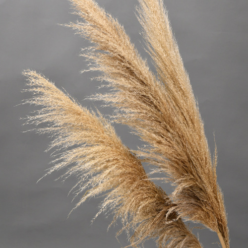 Seed-bearing reed, Phragmites dry flowers, autumn and winter decorations, wedding celebration, real flowers, photography, leisure restaurant, landscape