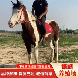 �������۰��R �T���R�r�� Ӱҕ�����R �����Z���õ��Rƥ�r��