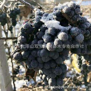 �����tᄾ������� ɽ�|ƽ�ȴ��ɽ�������l������Ʒ�N����r���