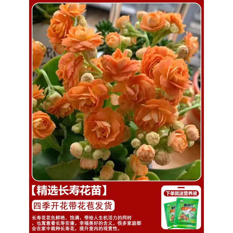 Flores de larga vida en maceta de doble pétalo, zorro dorado, gran flor con brotes de flores y plántulas, flores de interior en todas las estaciones, fáciles de cultivar.