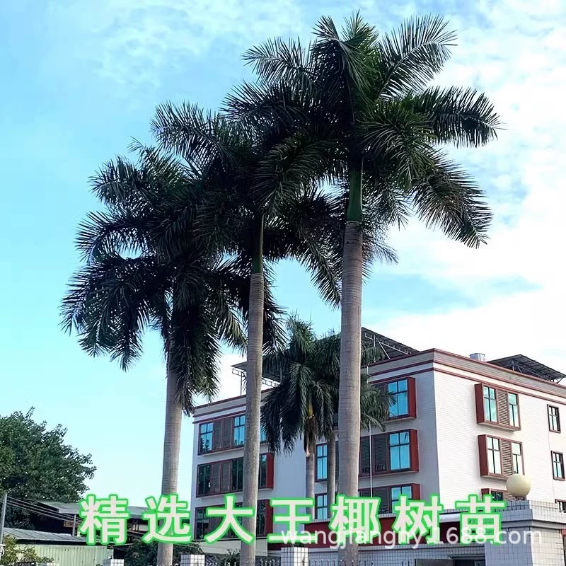 Король Кокосовое дерево Саженцы Драгоценные Пейзаж Дерево Кокосовая Пальма Рассада переулок Двор Вилла Декоративное дерево Вечнозеленое растение Пейзаж Дерево