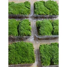 ̦�\΢���^DIYֲ���r����̦�����辰��ɽ�b�������Ի�װl�\��