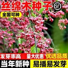 新采丝棉木种子新采丝绵木树苗种籽嫁接卫矛金丝吊蝴蝶北海道黄杨