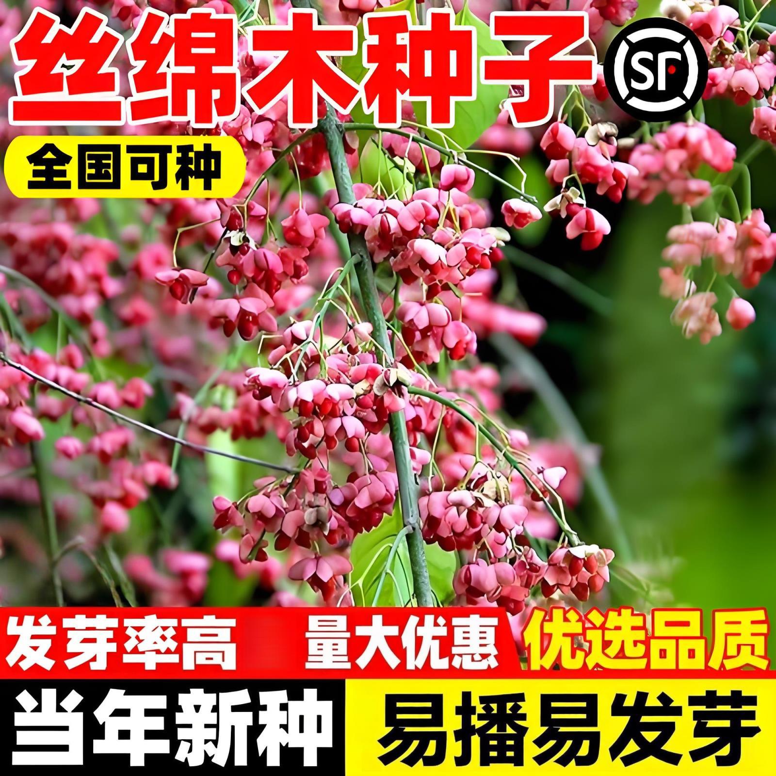 新采丝棉木种子新采丝绵木树苗种籽嫁接卫矛金丝吊蝴蝶北海道黄杨